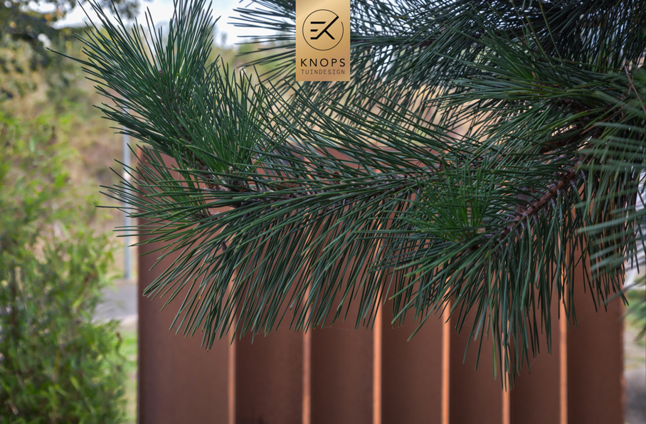  Tuinontwerp klein stadstuin exclusief maatwerk gaaf knops tuindesign tuinarchitect nederland vlonder meerstammige bomen nederland high end tuinontwerp